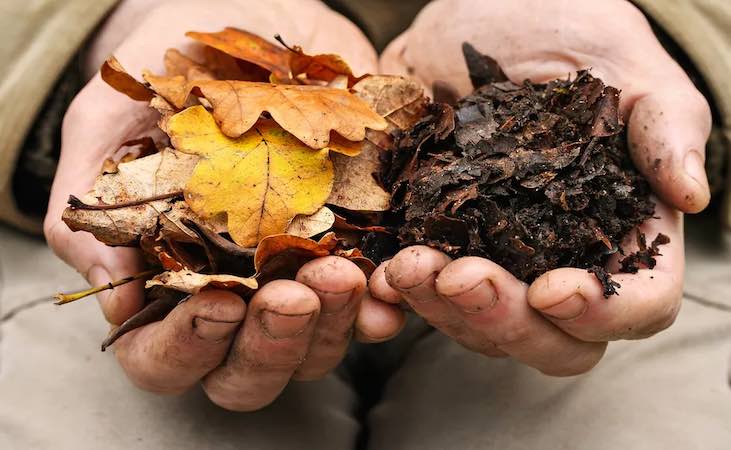 Comparing collected leaves with broken down leaves