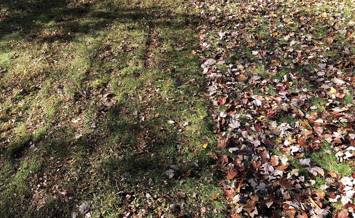 Fallen leaves on a lawn; some have been mulched with a mower.