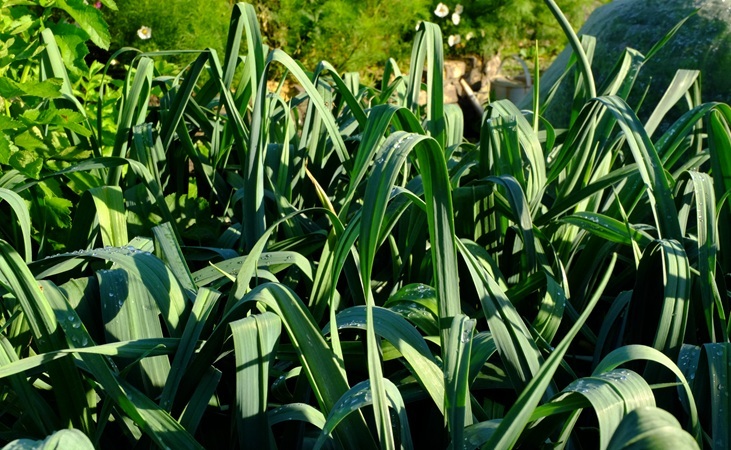 leeks leeks