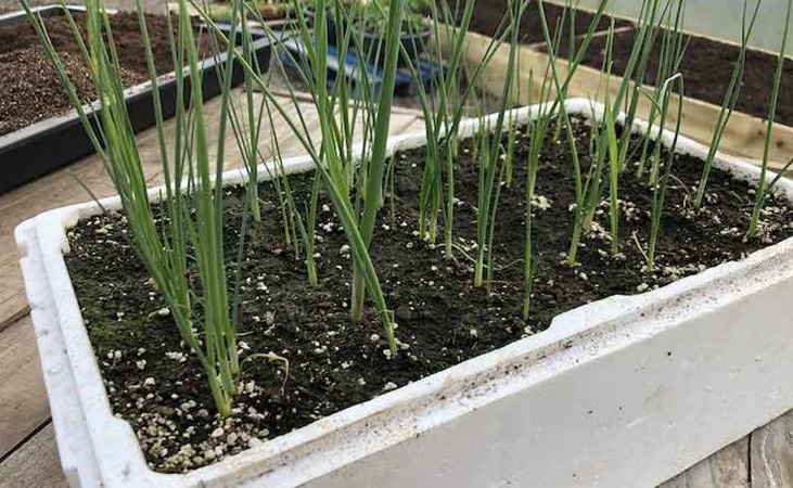 Leeks in a fish box