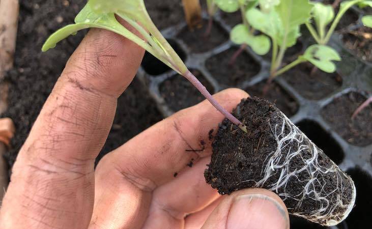 A leggy Calabrese seedling, up close