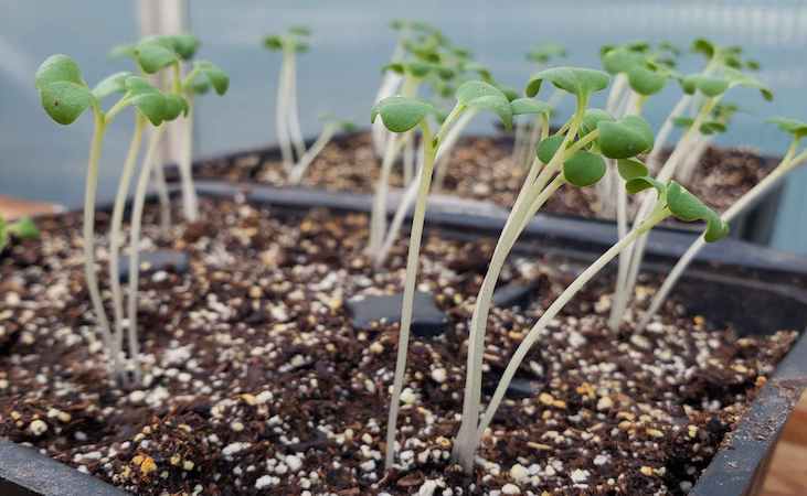 leggy seedlings