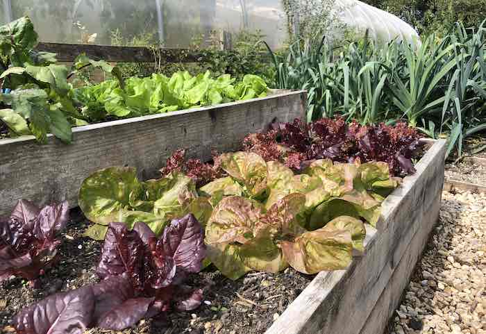 Lettuce growing in timber raised vegetable beds