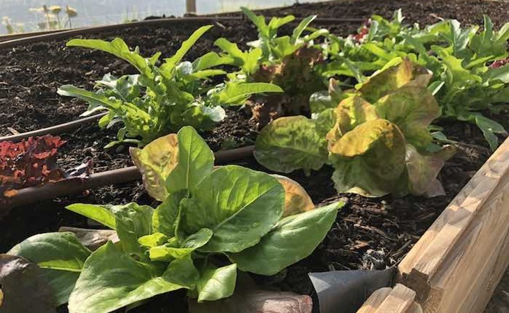 Lettuce in raised beds in the polytunnel
