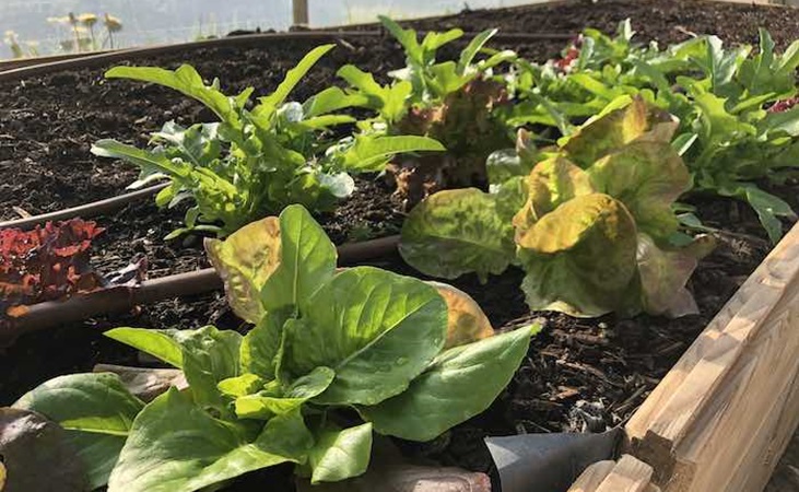 lettuce in polytunnel