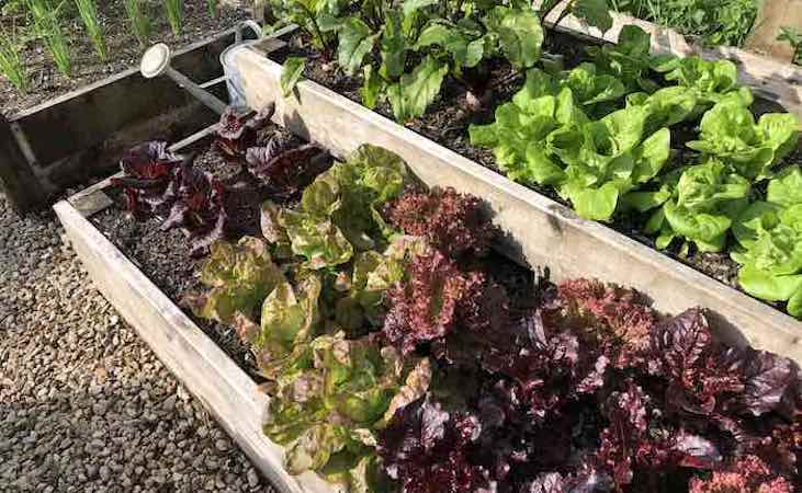 Lettuce growing in raised beds in a school garden