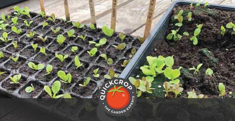 Growing seeds in trays