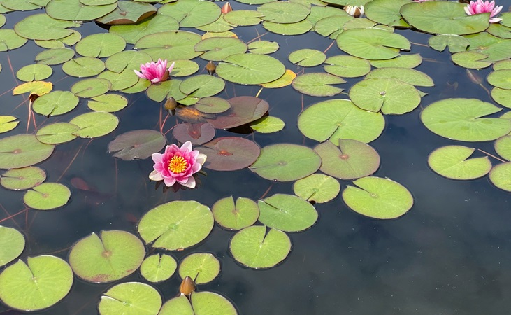 pink lilies in a pond