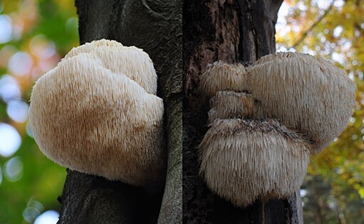 Lions' mane mushrooms in the wild (credit - Henk Monster, CC 3, Wikimedia Commons) Lions' mane mushrooms in the wild (credit - Henk Monster, CC 3, Wikimedia Commons)