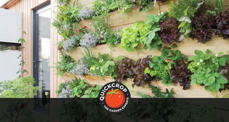Living wall vertical kitchen salad garden