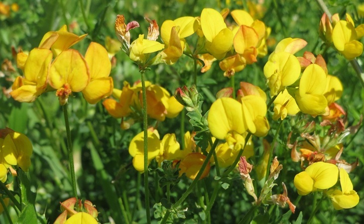 Birdsfoot Trefoil