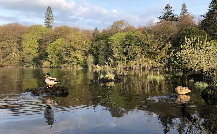 Ducks on Lough Gill