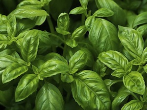 How to grow basil