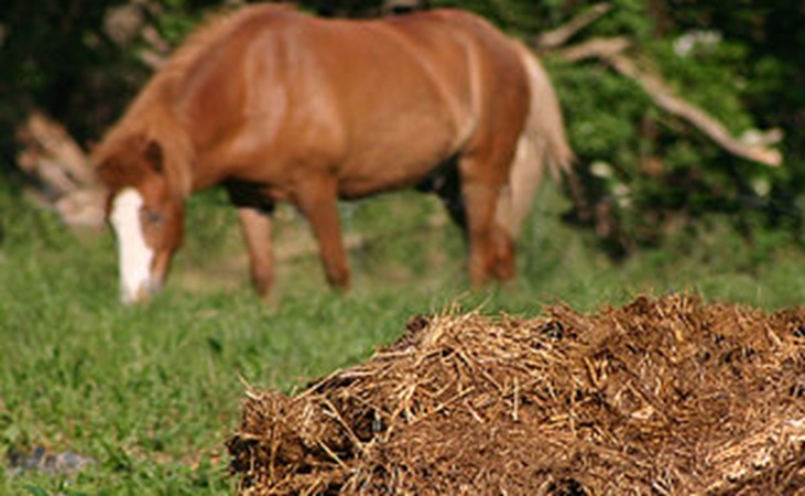 Manure in a field with horse - photo by Malene Thyssen