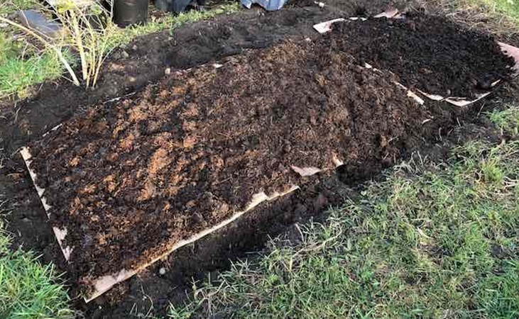 Manure is laid on top of cardboard Manure is laid on top of cardboard