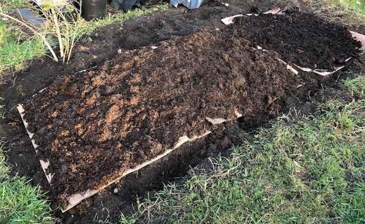 Manure and carboard mulch applied to vegetable bed