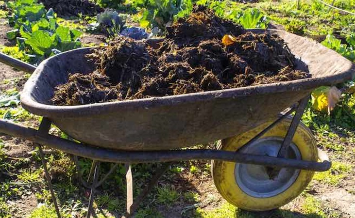 manure in a wheelbarrow