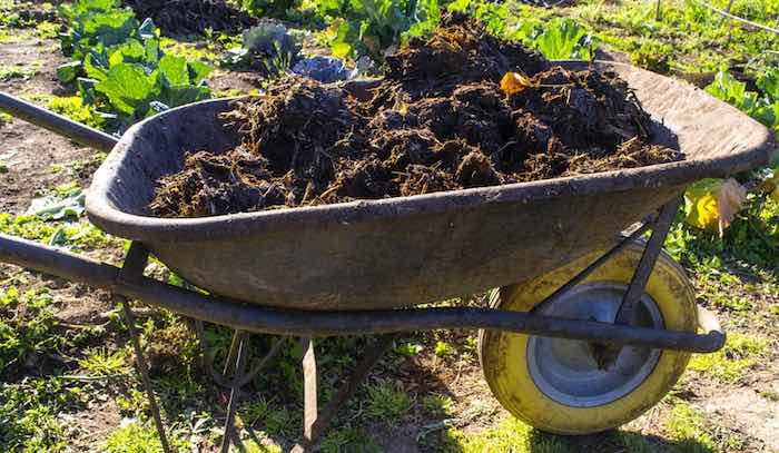 Manure in wheelbarrow