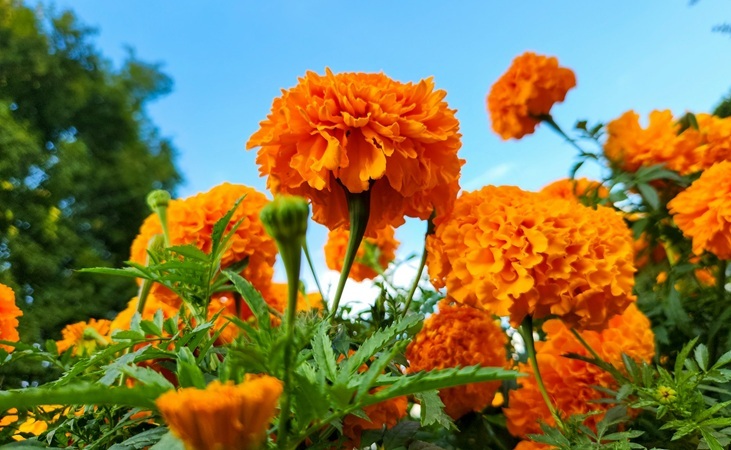 Orange marigolds Orange marigolds