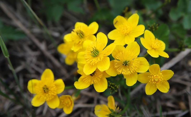 Marsh marigold (marginal pond plant) Marsh marigold (marginal pond plant)