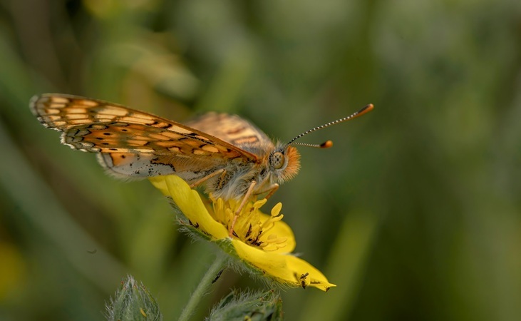 Marsh Fritillary butterfly foraging from a flowerhead Marsh Fritillary butterfly foraging from a flowerhead