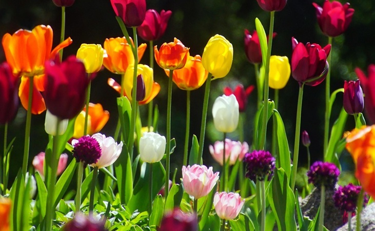 Tulips of various colours