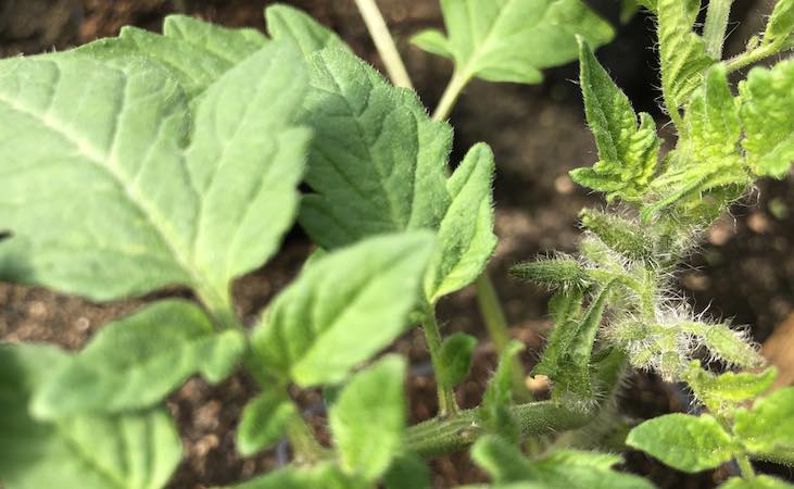 Maskotka tomato plants, tasty cherry tomatoes