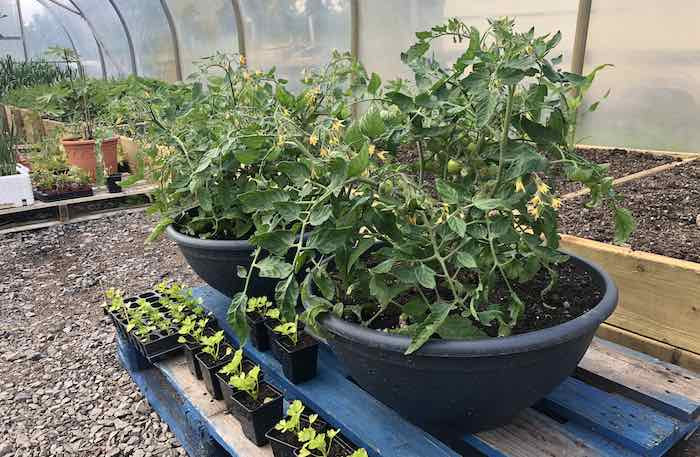 Maskotka Bush Tomatoes