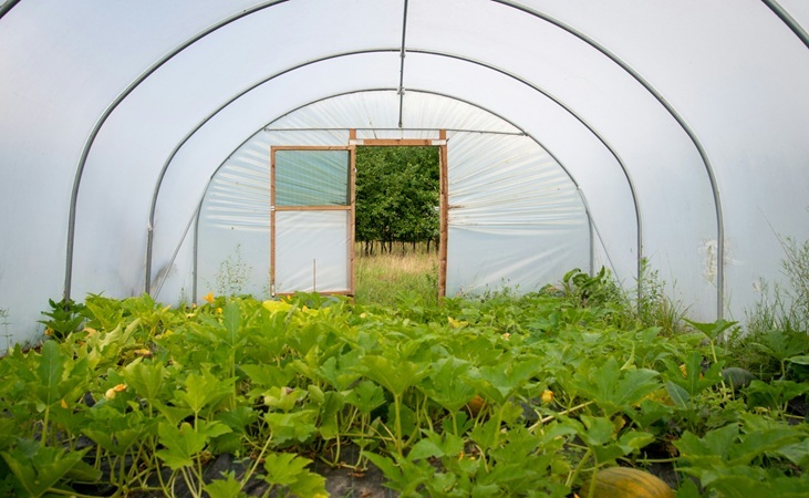 polytunnel entrance pictured from interior polytunnel entrance pictured from interior