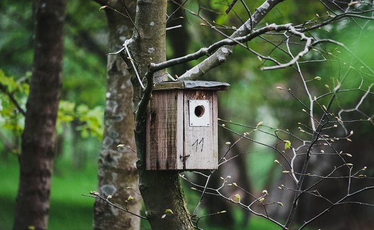 Timber bird box attached to a tree - image by Maurice Engelen