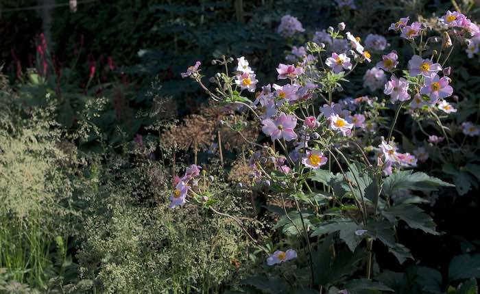 Meadow's Edge flowers