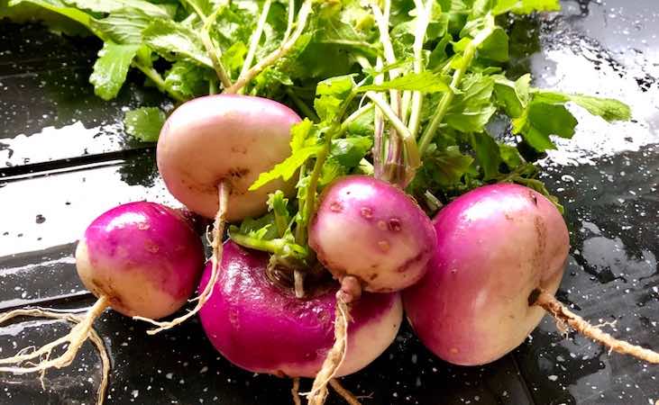 Milan purple top turnip is a fast-growing crop
