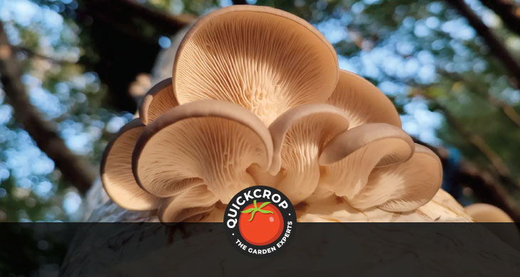 milkwood mushrooms, a view from under - header image