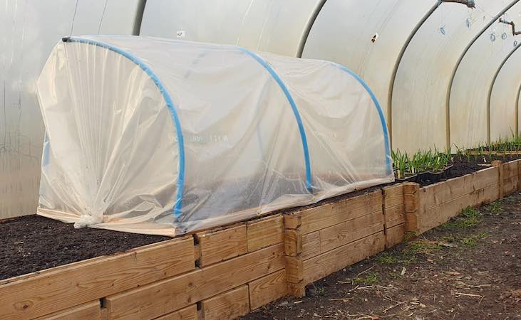 A mini polytunnel placed over a raised bed in an adult polytunnel