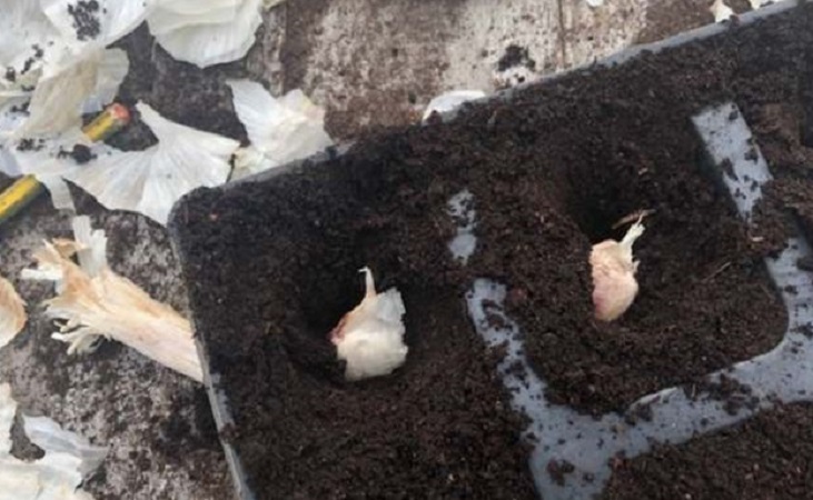 sowing garlic in modules