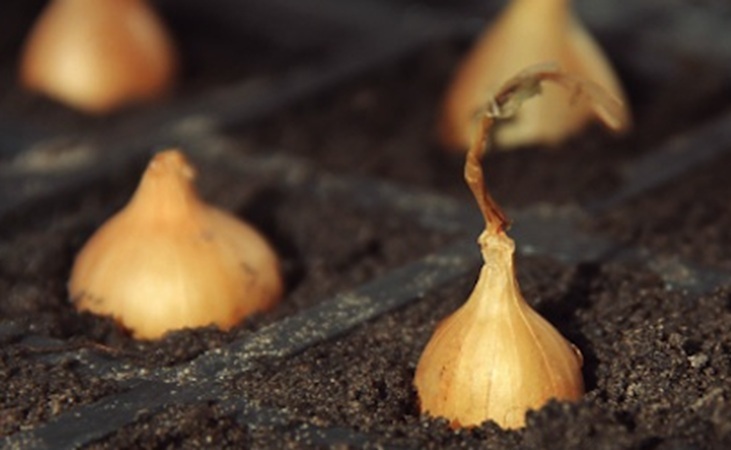 Onion sets in modules Onion sets in modules