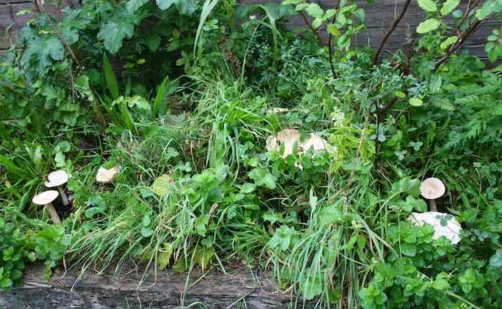 Monk's head mushrooms in the garden