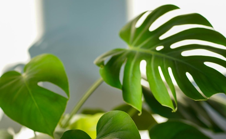 Monstera deliciosa