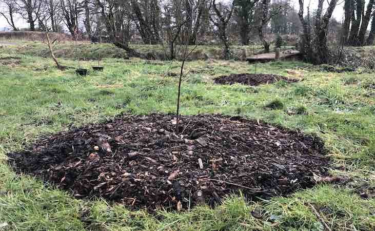 Mulching around a freshly planted tree