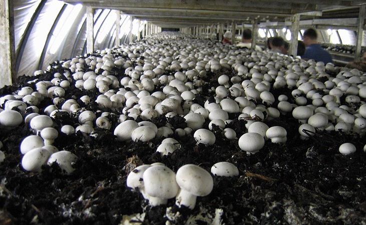 Mushroom farm Mushroom farm