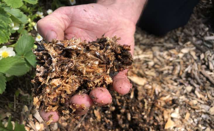 Woodchip from garden paths, with white fungi starting to grow