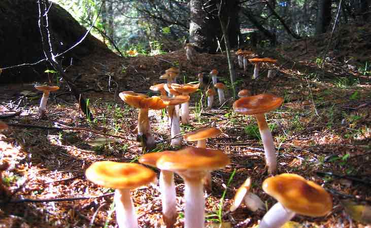 Large wild mushrooms on a forest floor