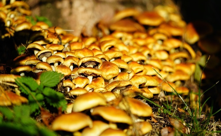 Nameko mushrooms in the wild