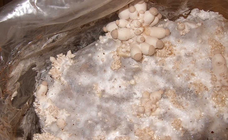 King Oyster mycelium fruiting from a sawdust block substrate - photo by Wendell Smith, Flickr 2.0