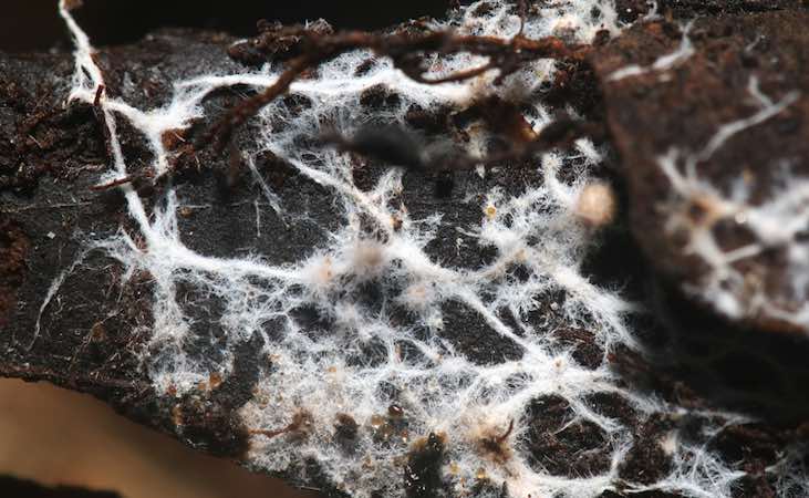 mycorrhizal fungi up close