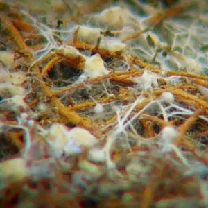 Mycorrizal Fungi help feed your plants