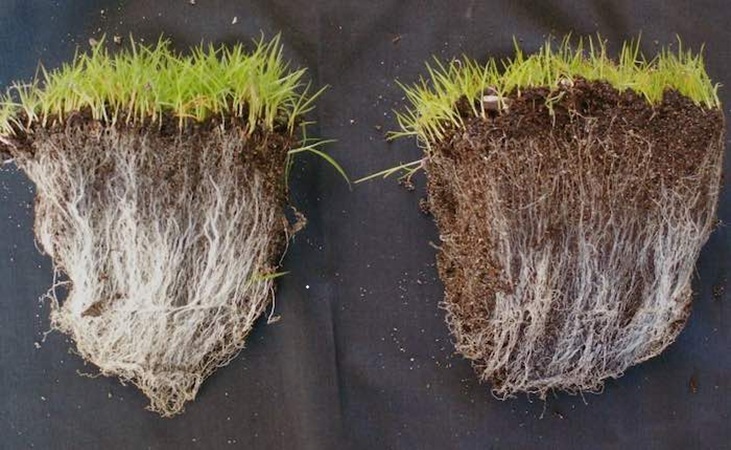 grass roots compared grass roots compared