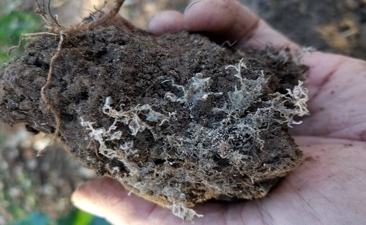 mycorrhizal fungi in soil