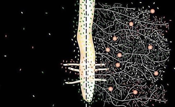 mycorrhizal network