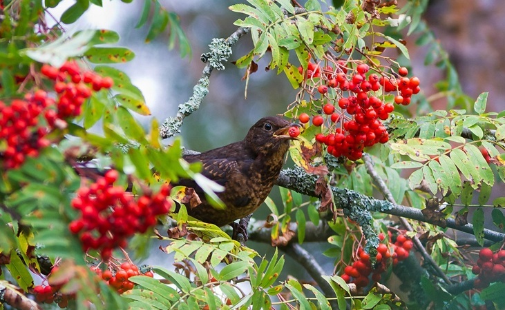 a myna bird eating Rowan tree berries